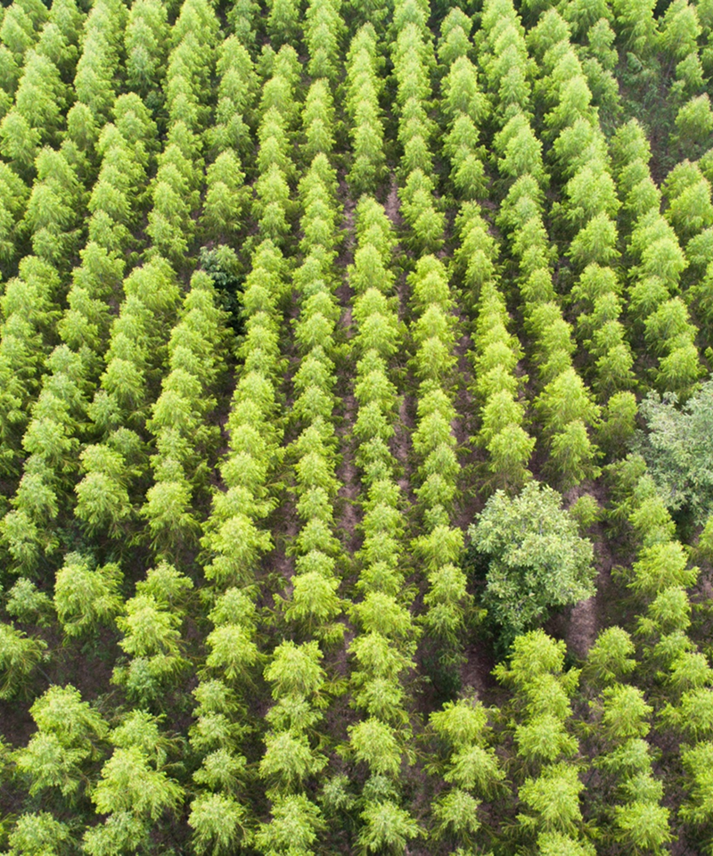 Sustainable Growth