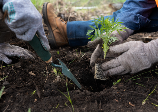 Reforestation & Agroforestry